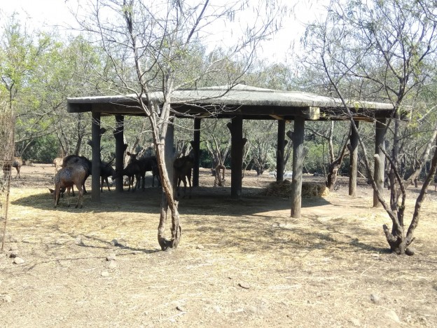 Top thing to do in Rajiv Gandhi Zoological Park (2023) | All about Rajiv  Gandhi Zoological Park, Pune, Maharashtra