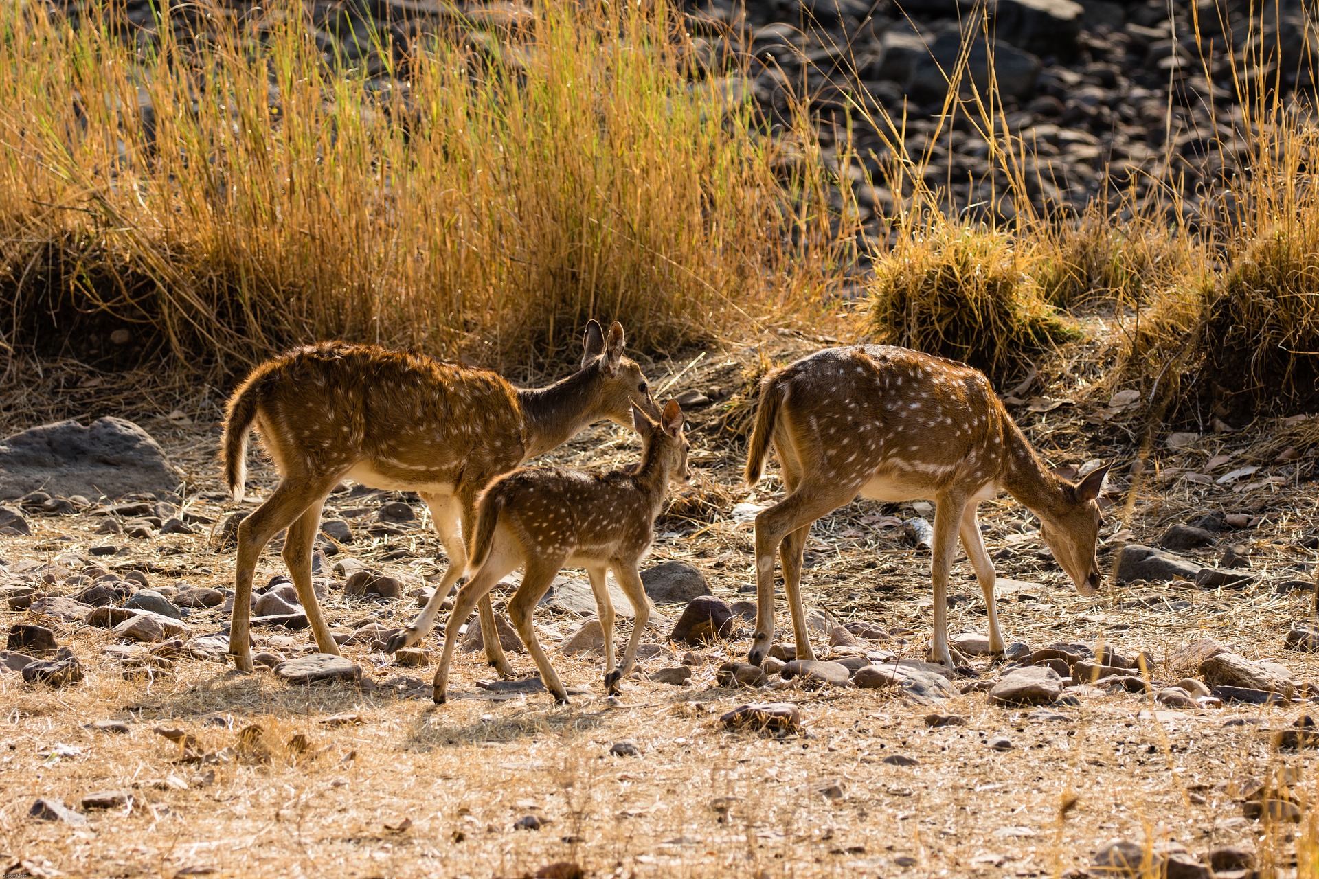 Ranthambore National Park - Sawai Madhopur