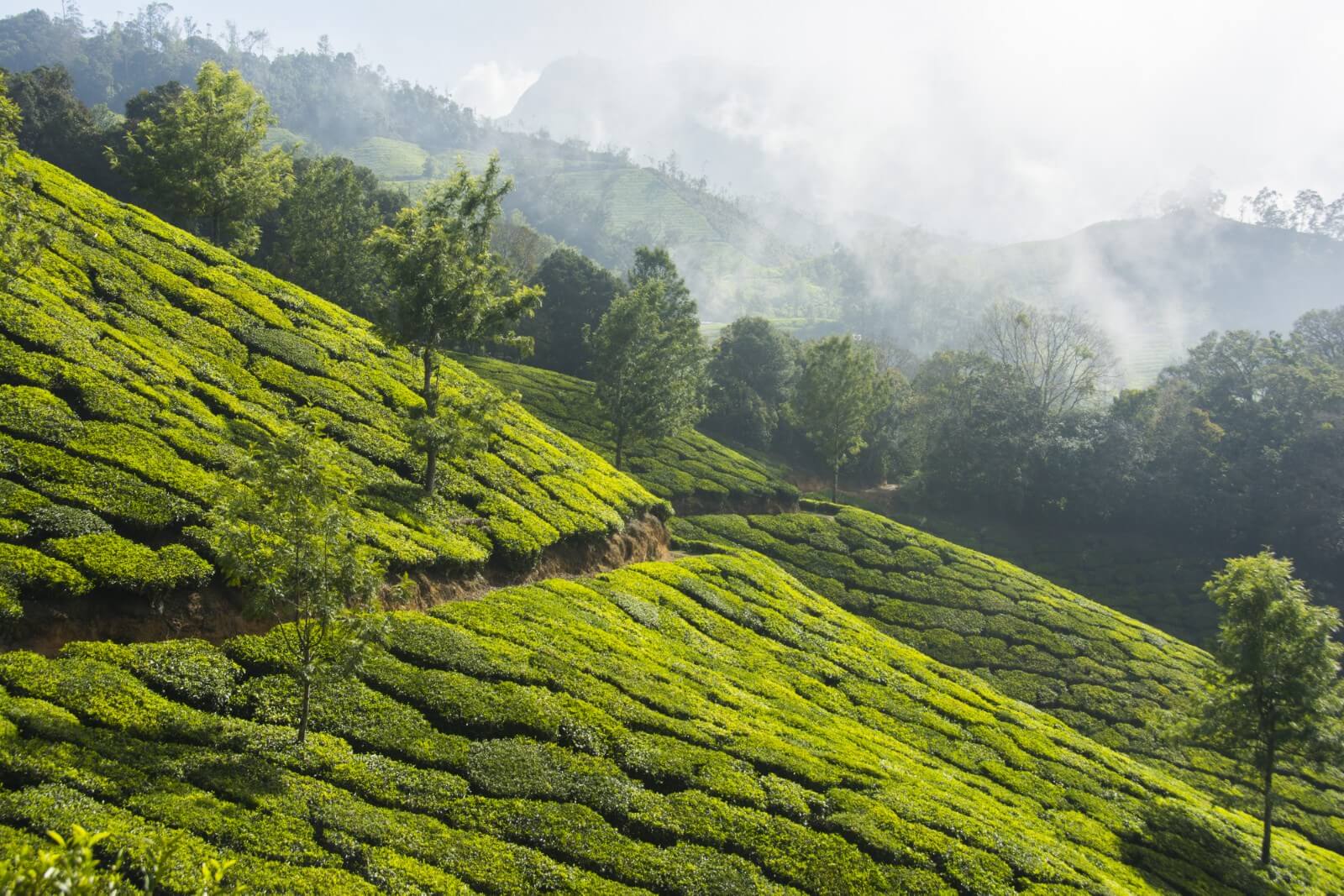 Munnar - Kerala