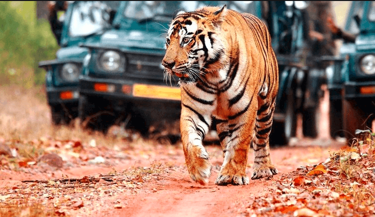 Ranthambore National Park - Sawai Madhopur, Rajasthan - Wildlife Safari