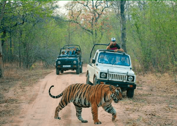 Ranthambore National Park - Saai Madhop