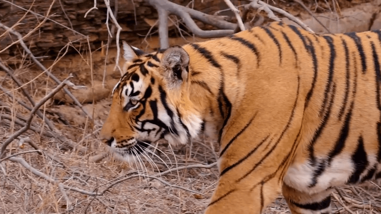 Ranthambore National Park - Sawai Madhoput