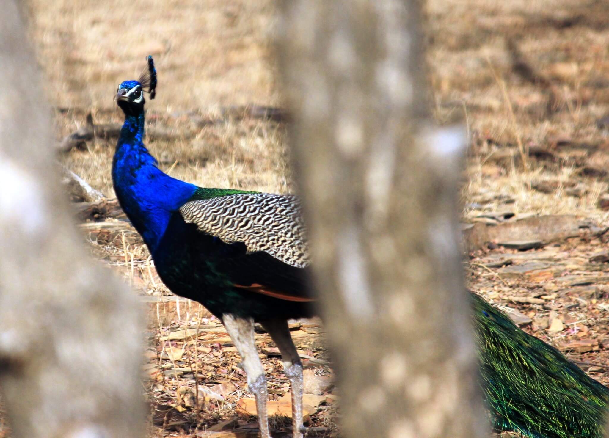 Ranthambore National Park - Sawai Madhopur, Rajasthan District