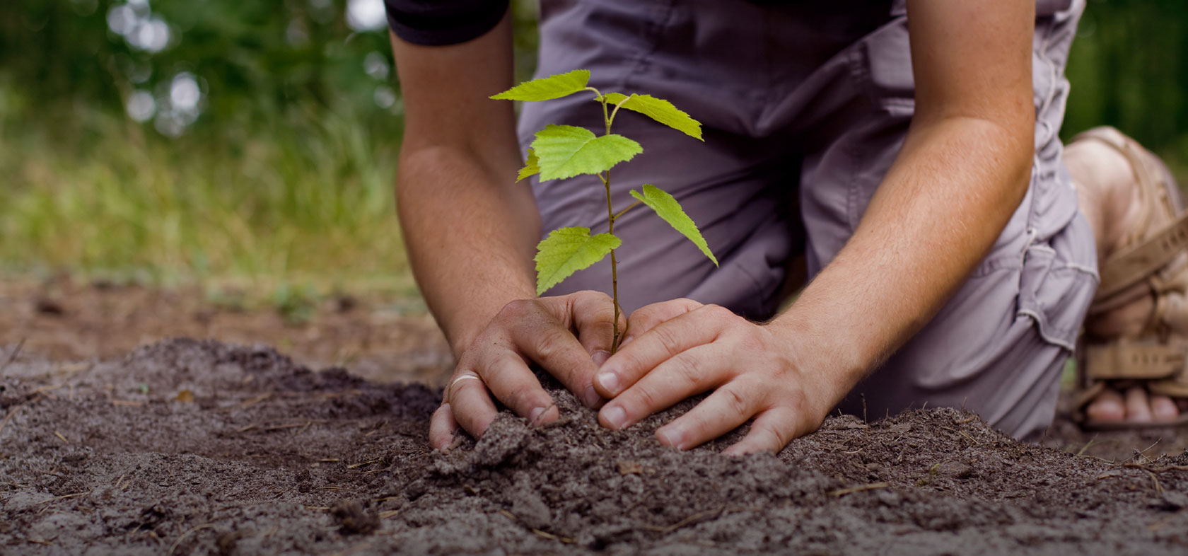 plant trees: ways to make the festival of lights more brightful