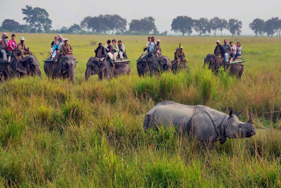 Kaziranga | Trip Night