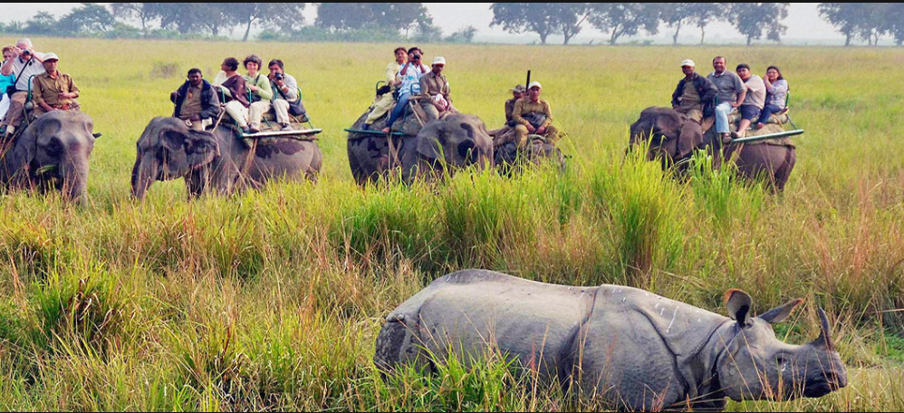 Kaziranga | Trip Night