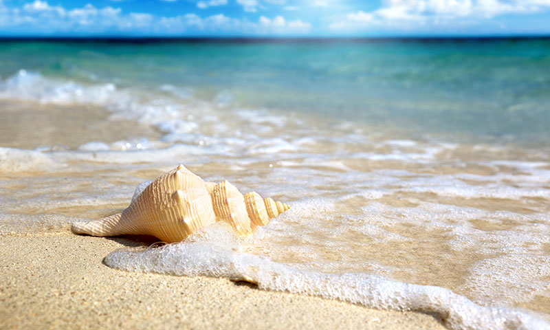 Seashell Andaman Nicobar Island