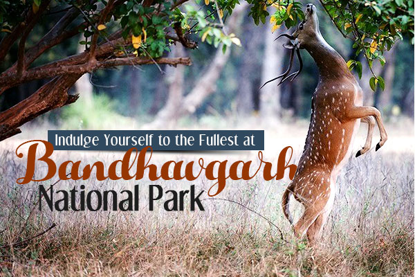 Bandhavgarh National Park