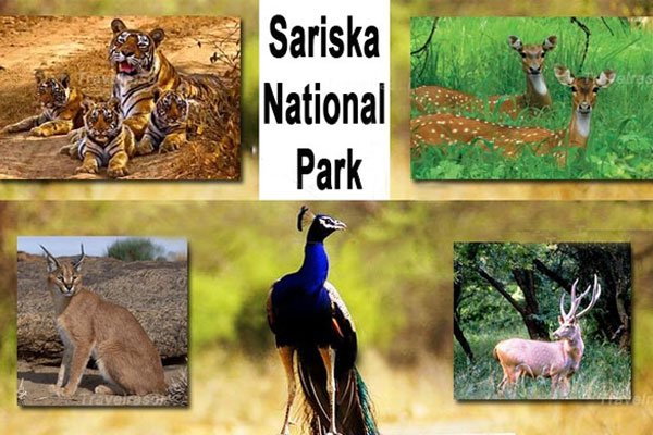 Sariska National Park