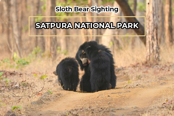 Satpura National Park, Madhya Pradesh